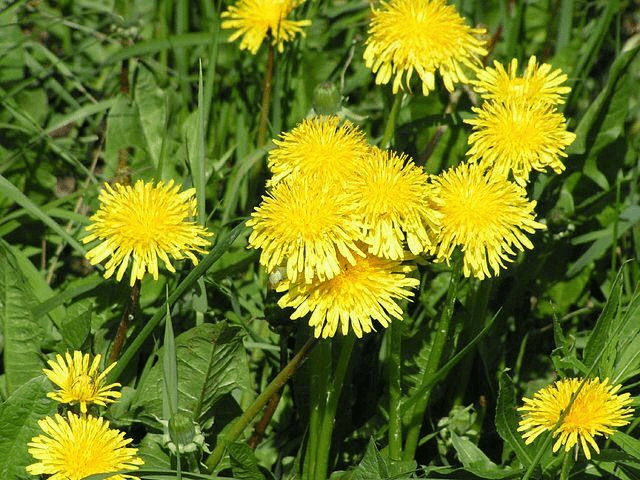 The benefits of the dandelion!