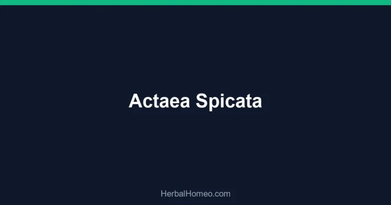 Actaea Spicata