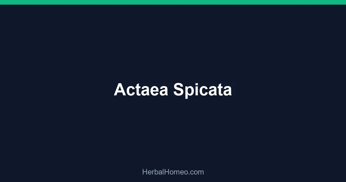 Actaea Spicata