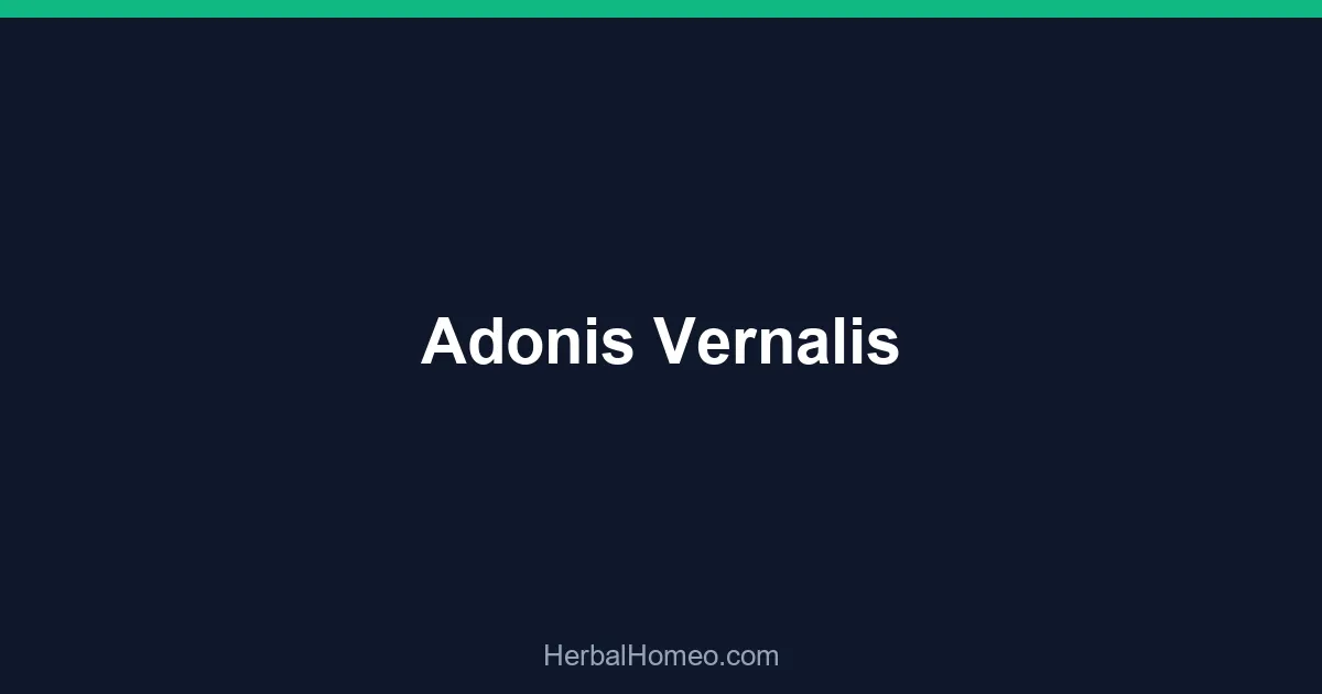 Adonis Vernalis