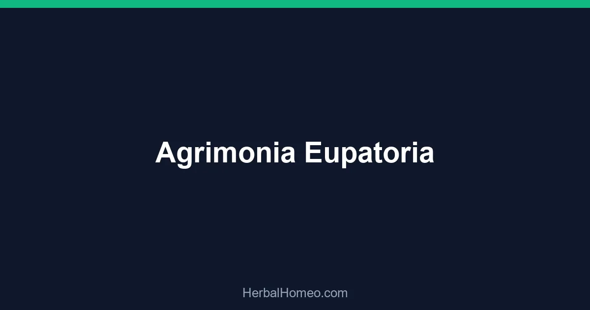 Agrimonia Eupatoria