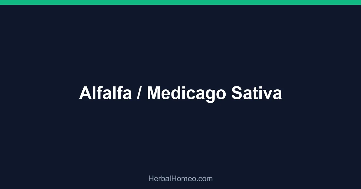 Alfalfa / Medicago Sativa