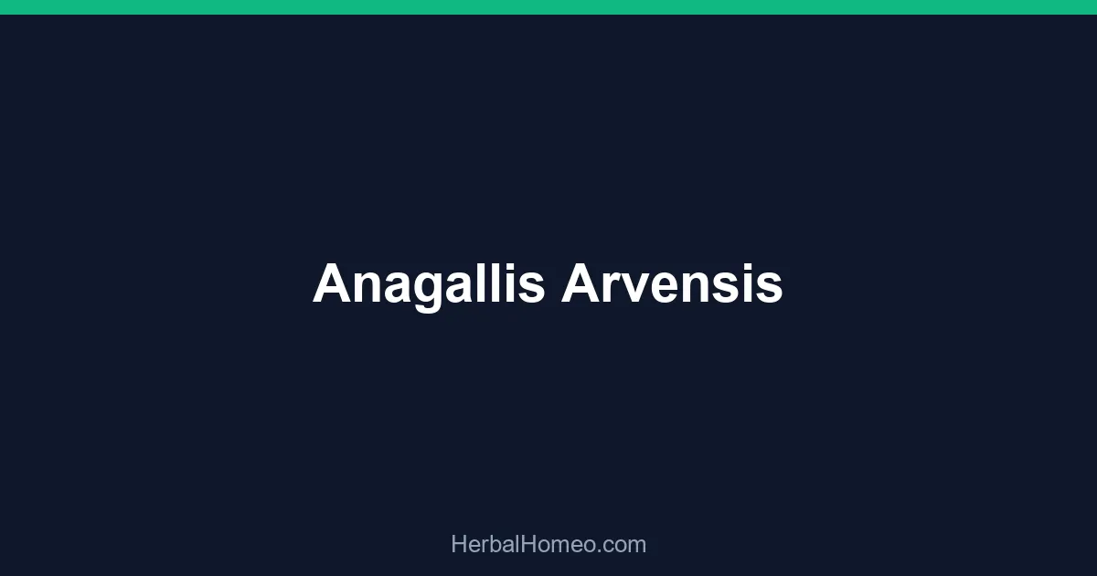 Anagallis Arvensis