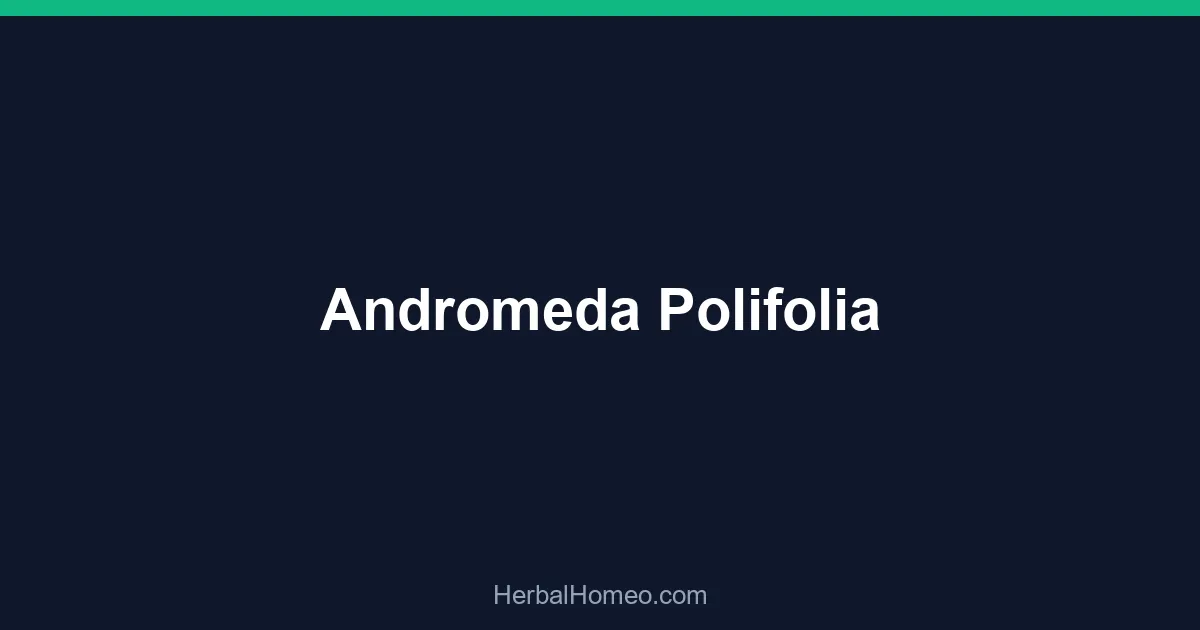 Andromeda Polifolia