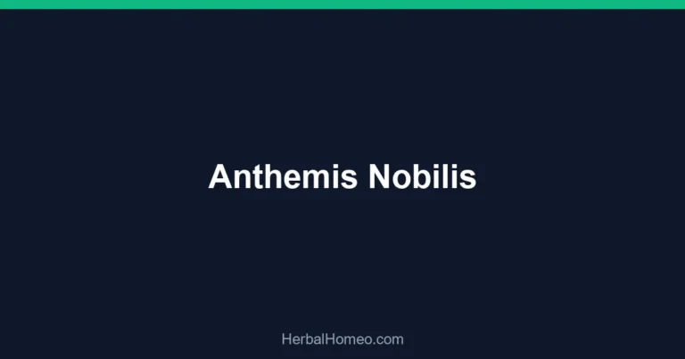 Anthemis Nobilis