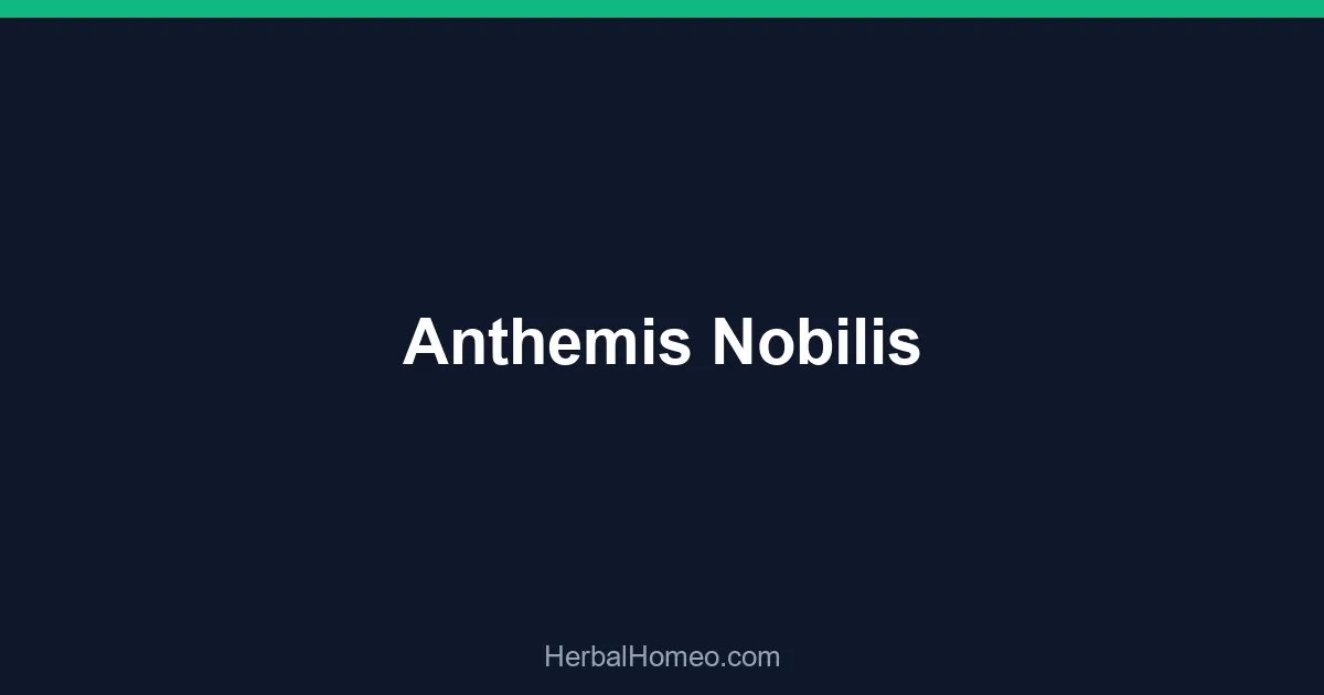 Anthemis Nobilis