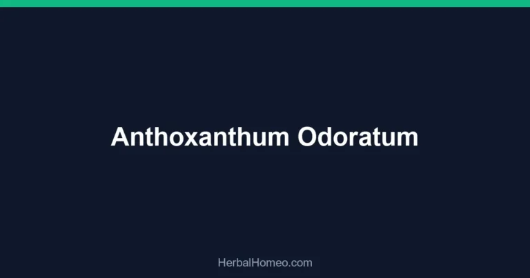 Anthoxanthum Odoratum