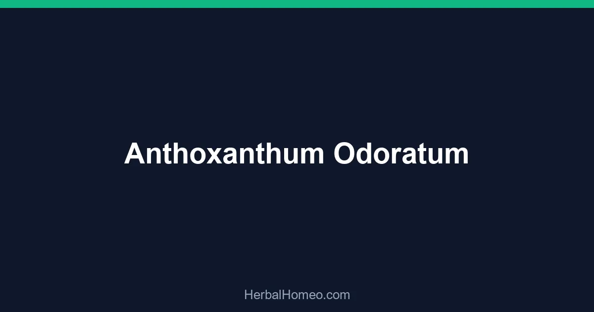 Anthoxanthum Odoratum