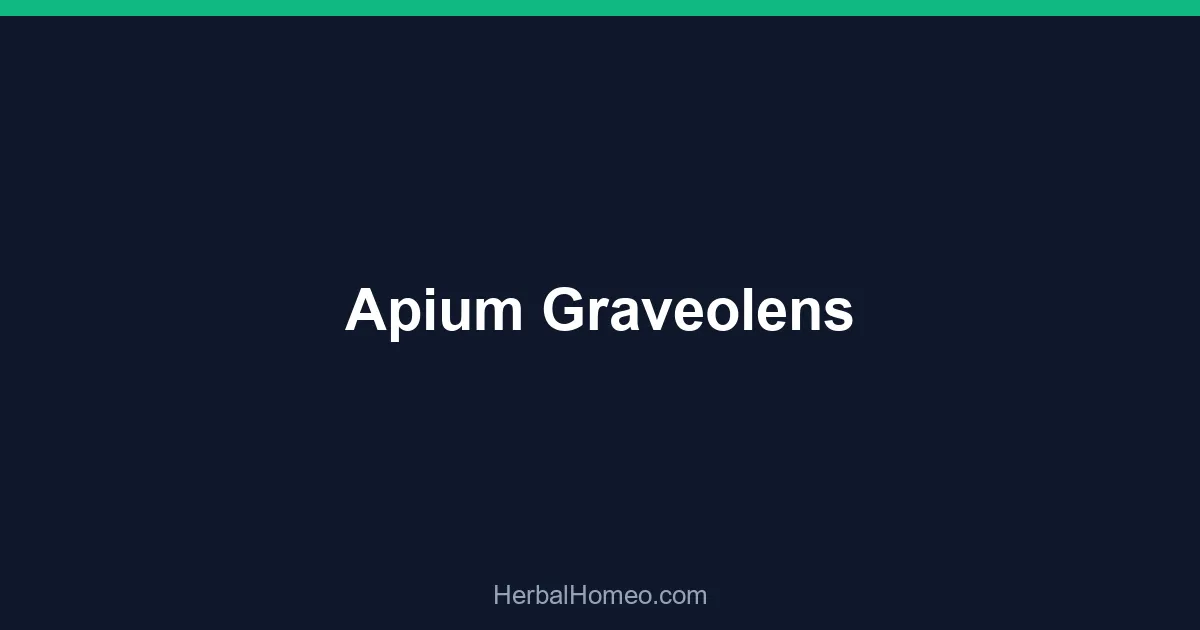 Apium Graveolens