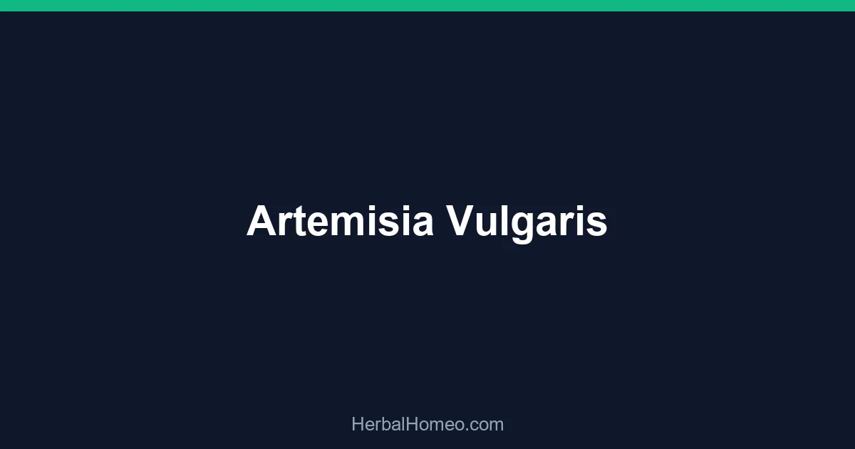 Artemisia Vulgaris