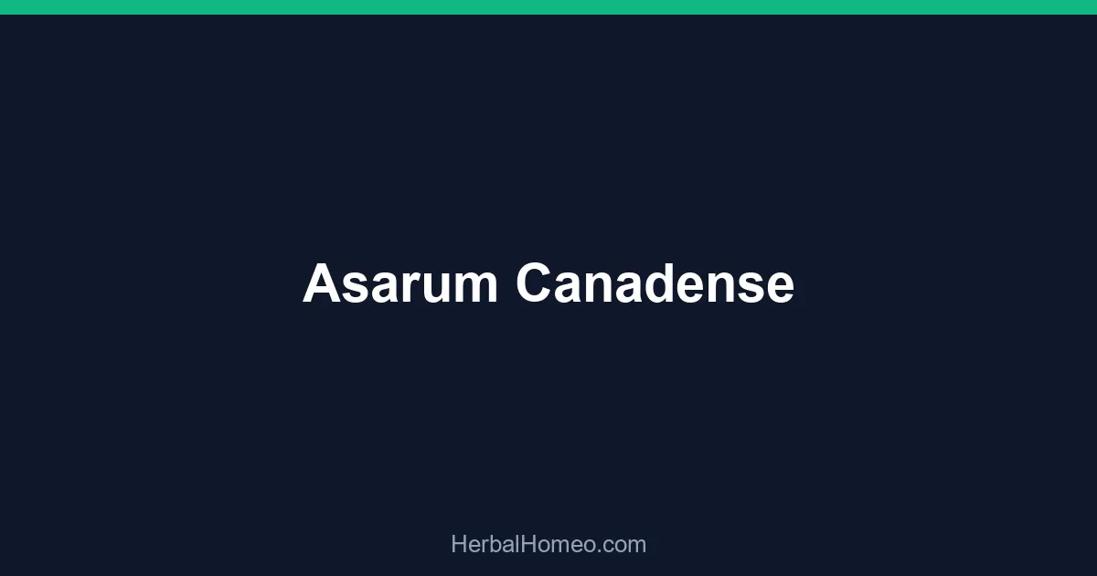Asarum Canadense