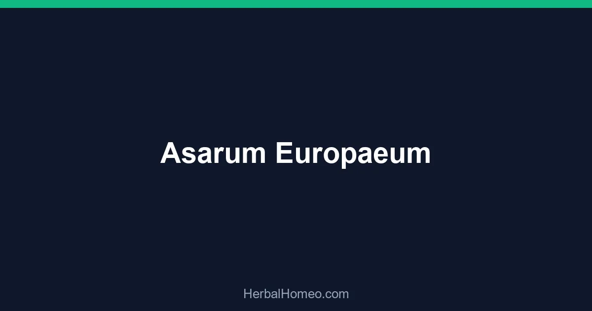 Asarum Europaeum