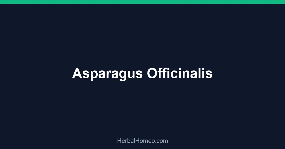 Asparagus Officinalis