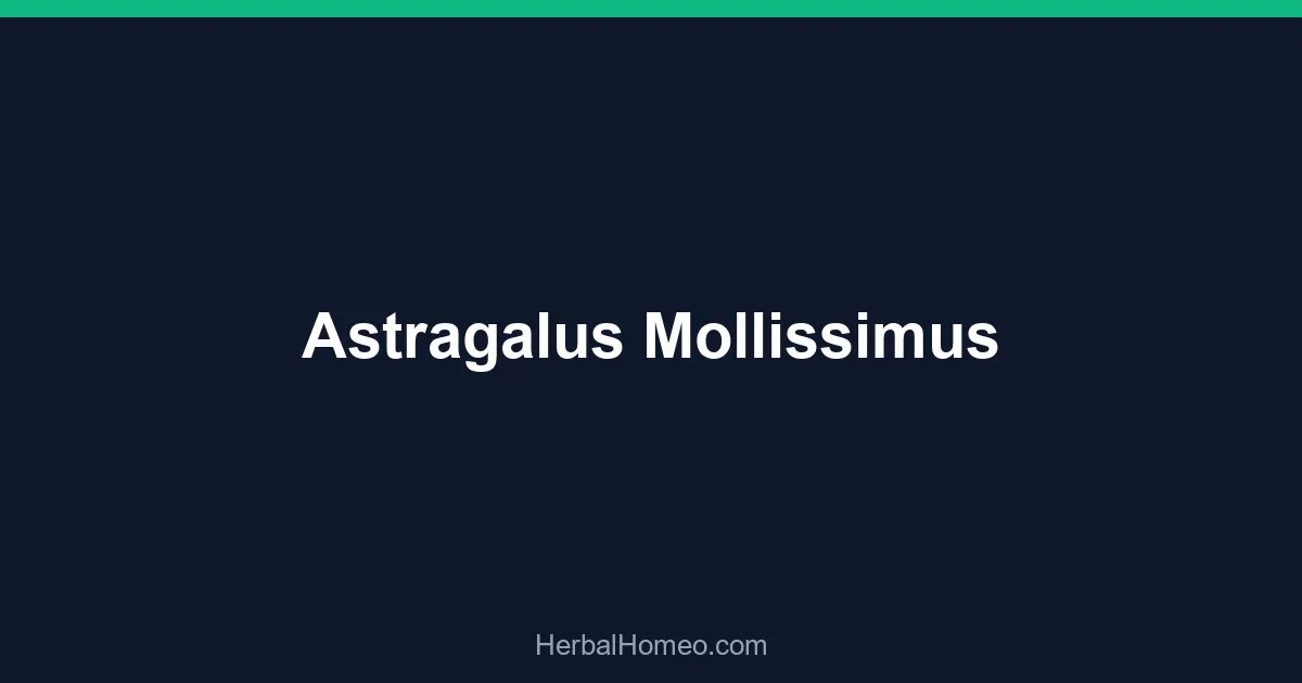 Astragalus Mollissimus