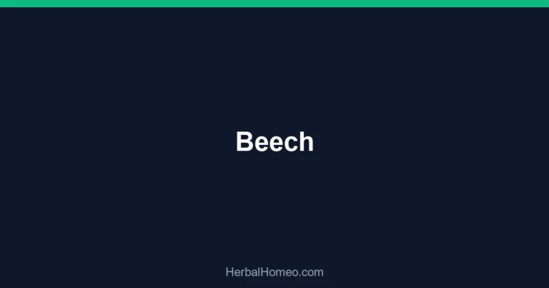 Beech
