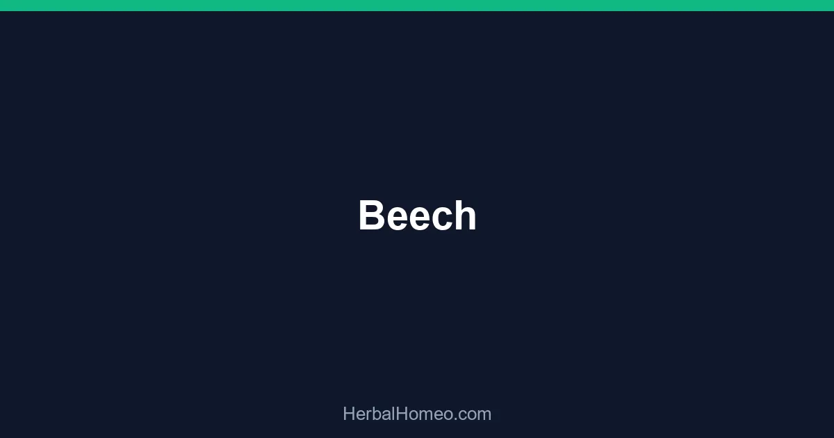 Beech