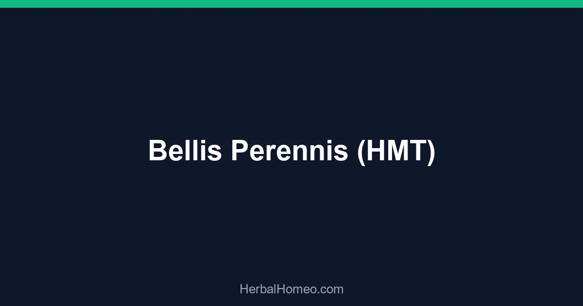 Bellis Perennis (HMT)