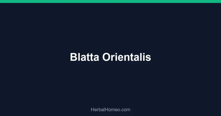 Blatta Orientalis