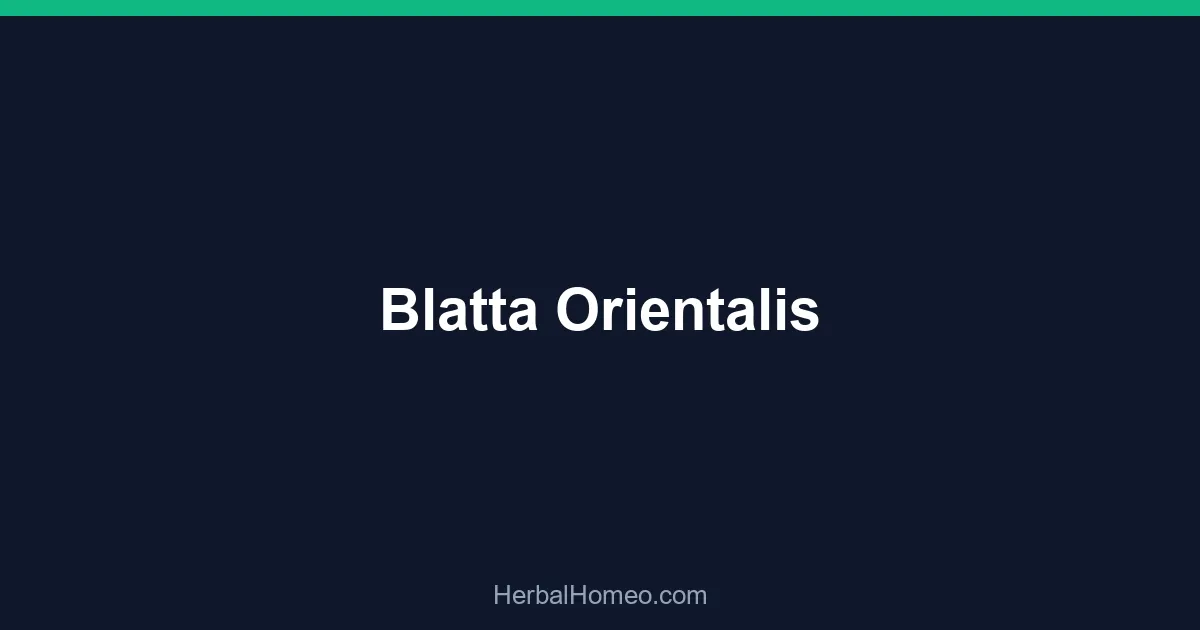 Blatta Orientalis