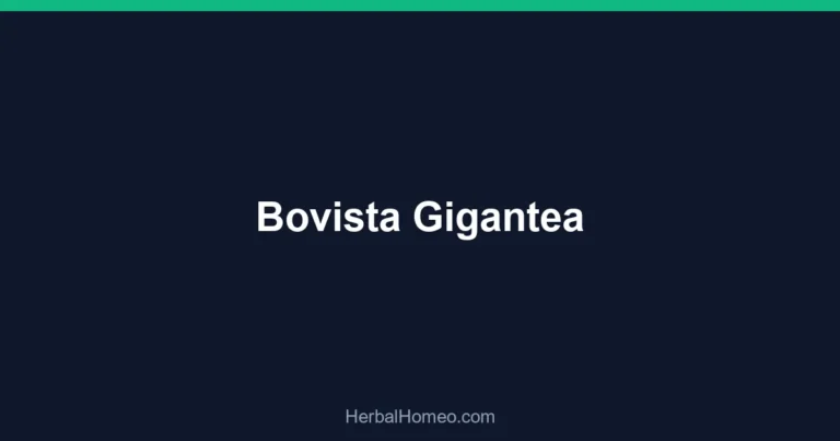 Bovista Gigantea
