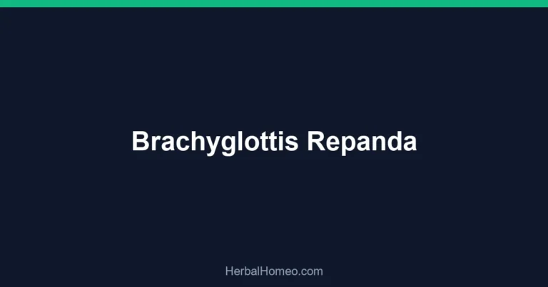 Brachyglottis Repanda