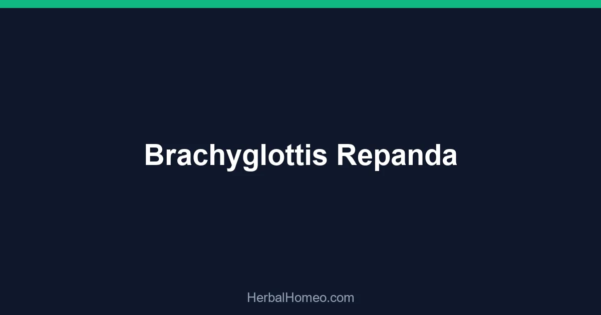 Brachyglottis Repanda