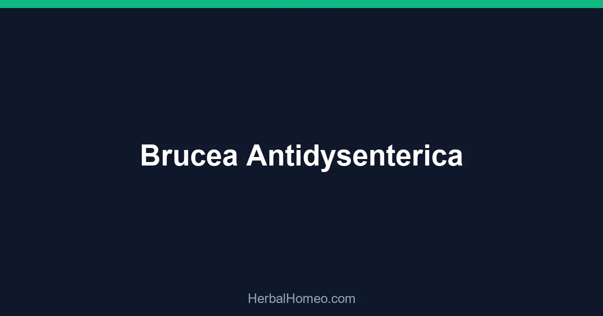 Brucea Antidysenterica