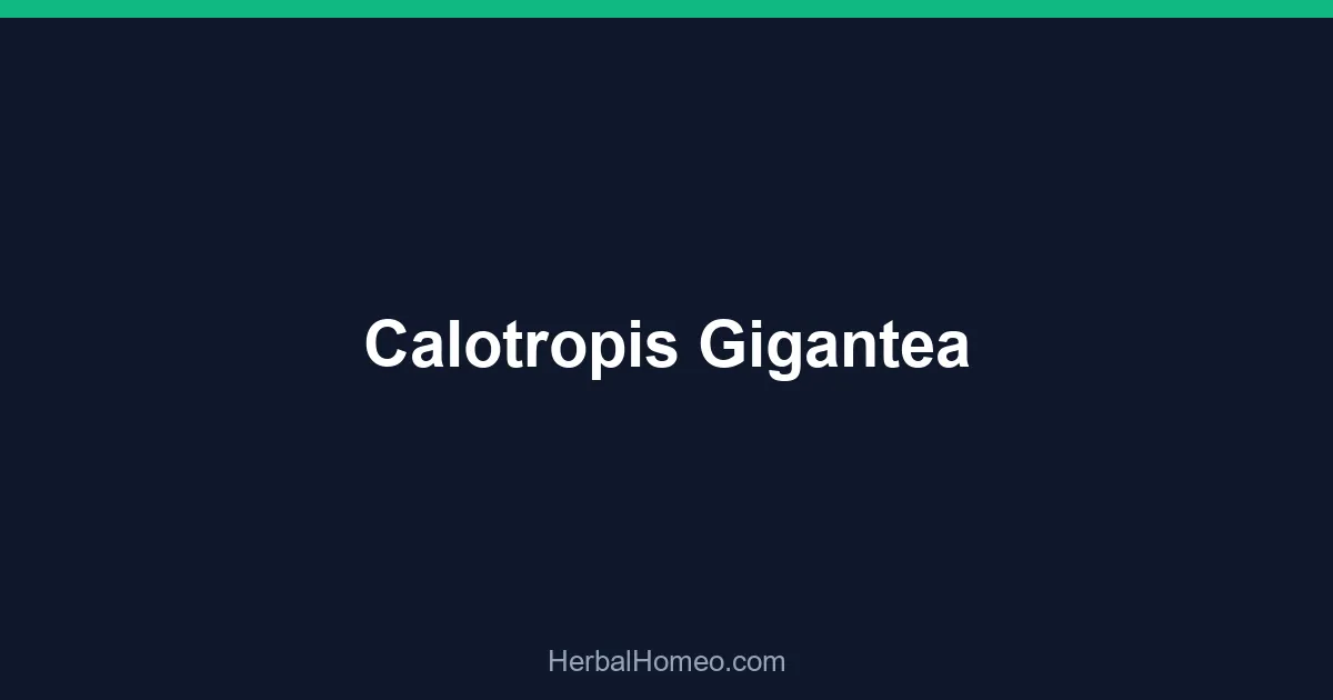 Calotropis Gigantea