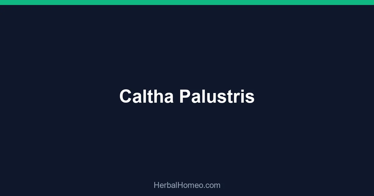 Caltha Palustris