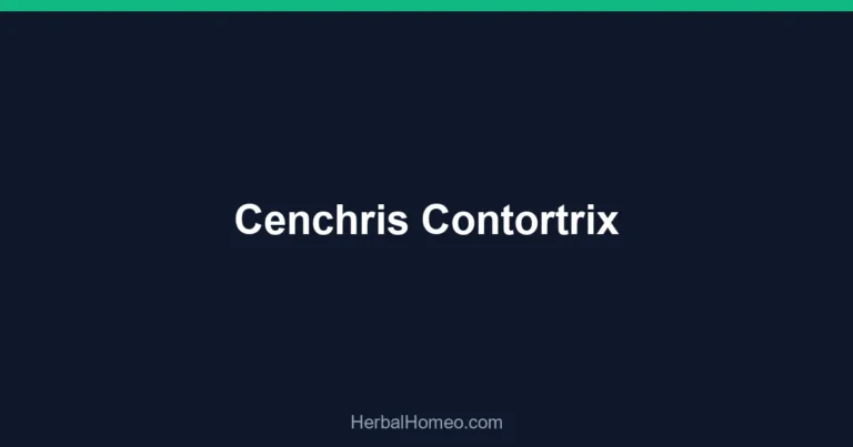 Cenchris Contortrix