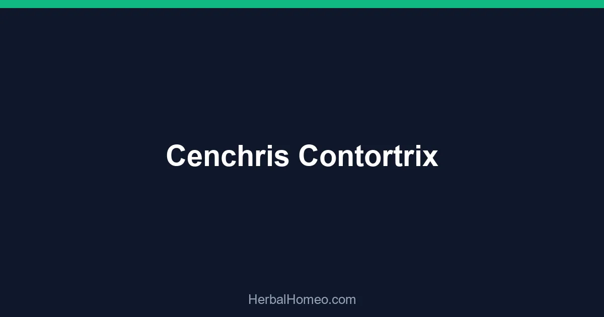 Cenchris Contortrix