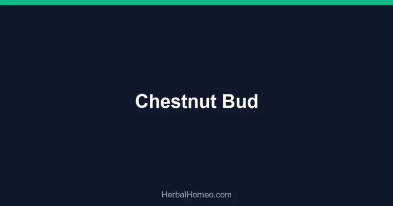 Chestnut Bud