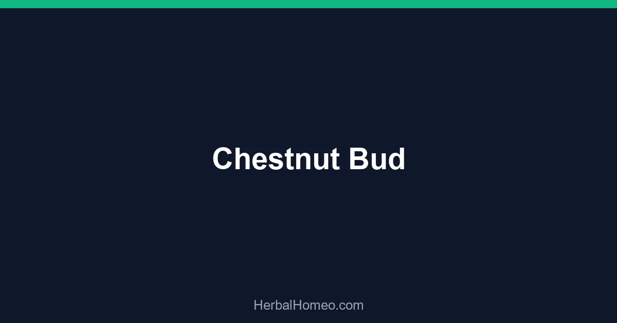 Chestnut Bud