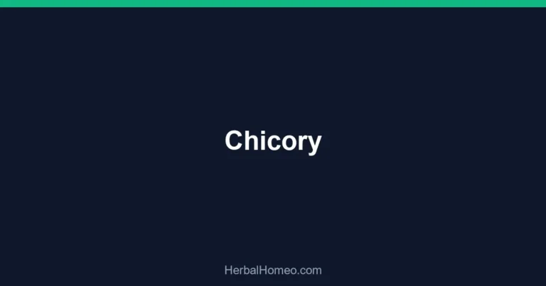 Chicory