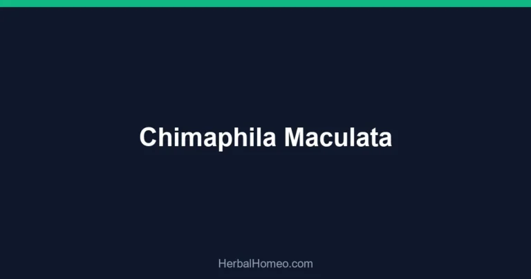 Chimaphila Maculata