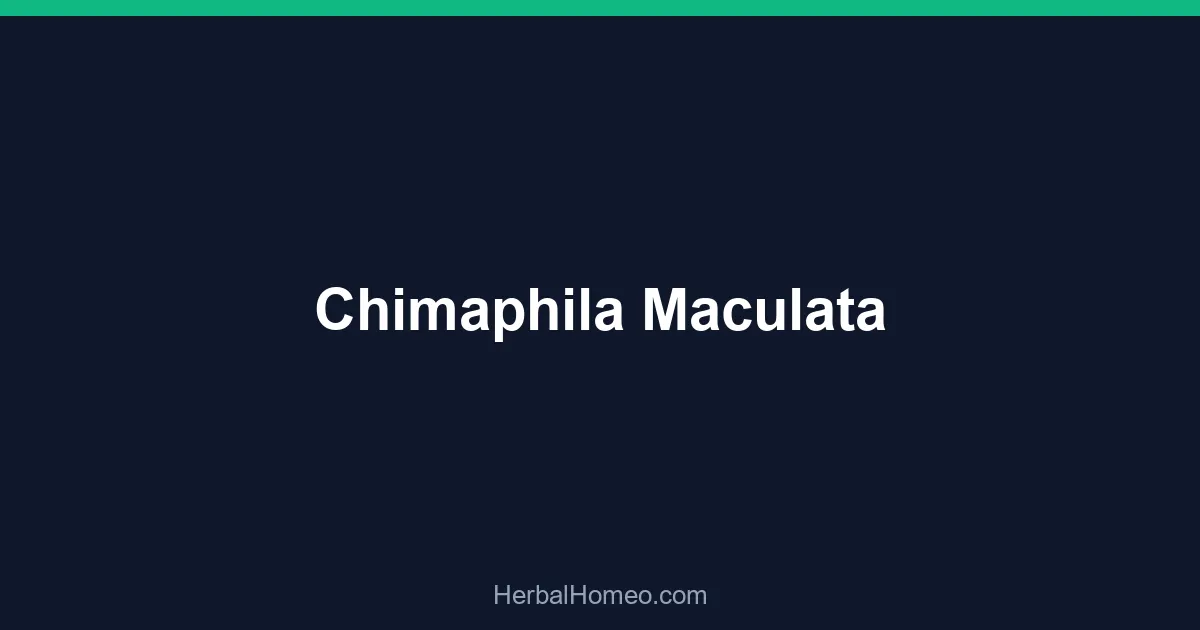 Chimaphila Maculata