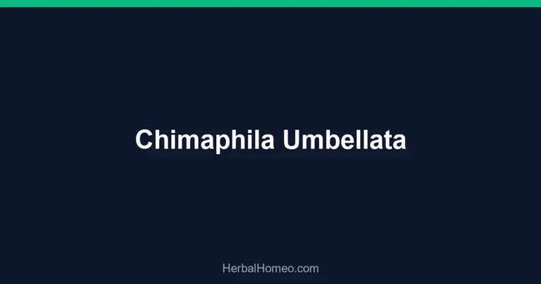 Chimaphila Umbellata