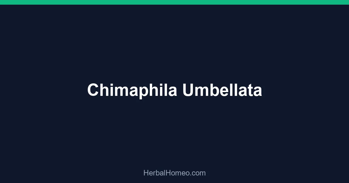 Chimaphila Umbellata