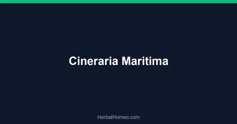 Cineraria Maritima