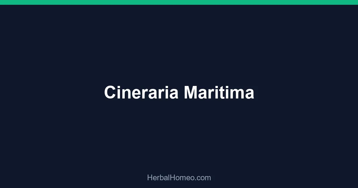 Cineraria Maritima