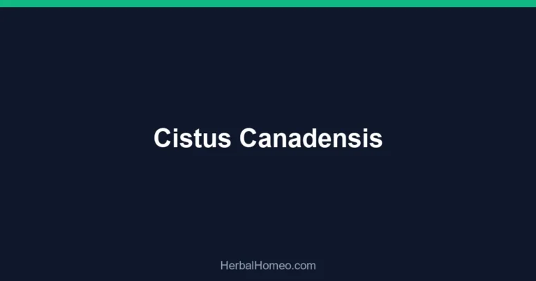 Cistus Canadensis