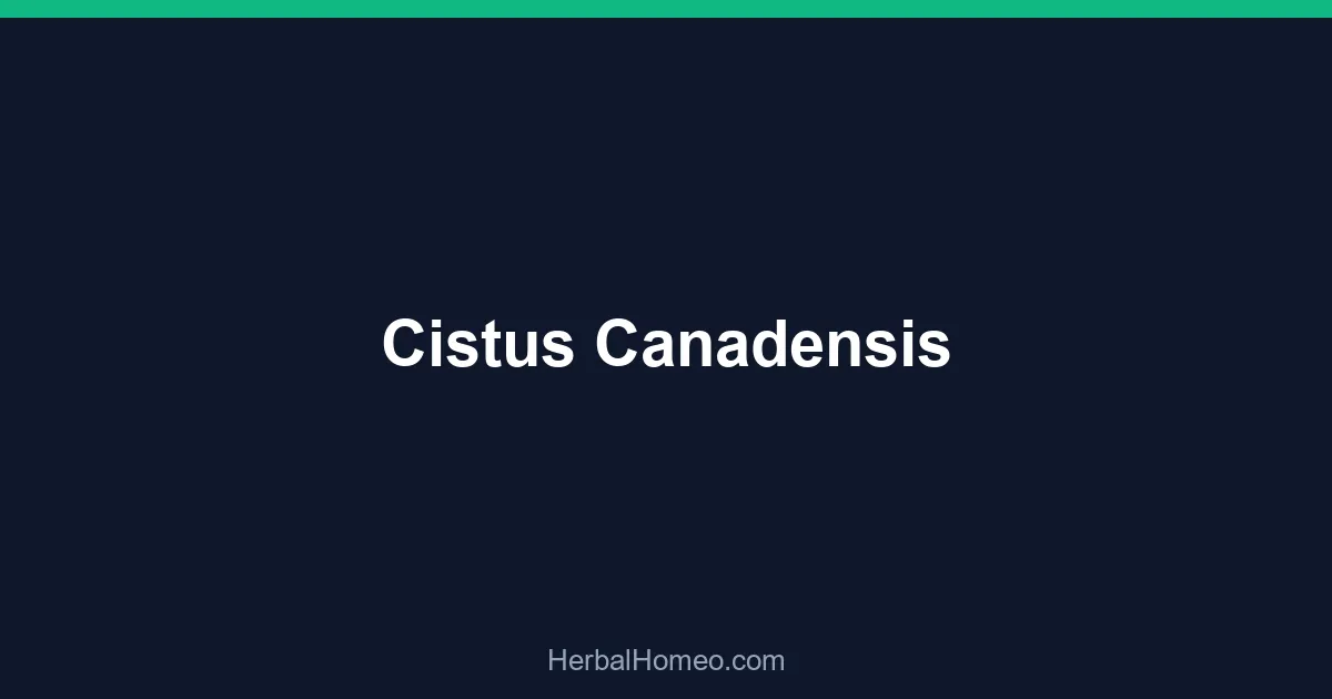 Cistus Canadensis