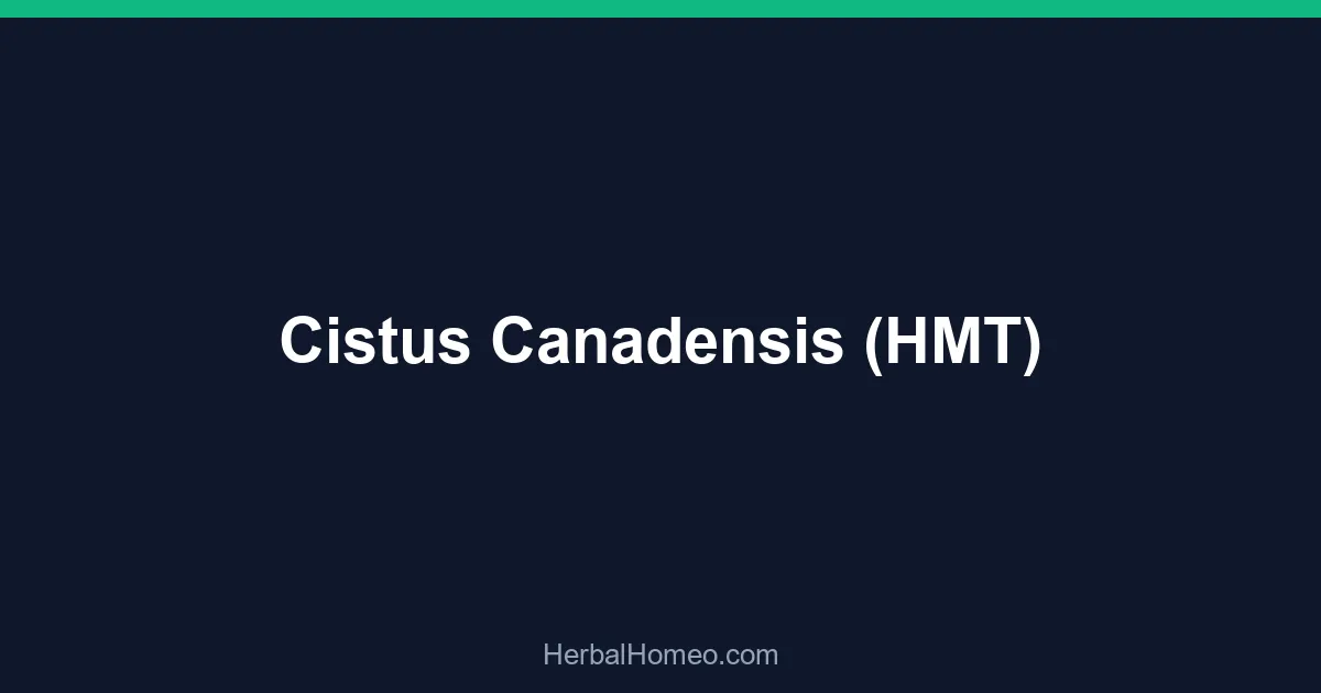 Cistus Canadensis (HMT)