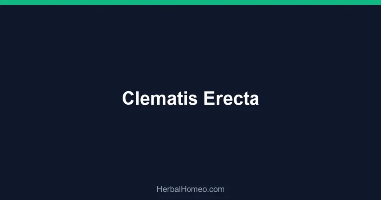Clematis Erecta