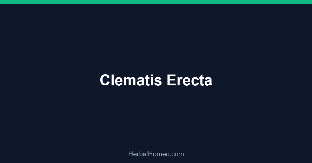 Clematis Erecta