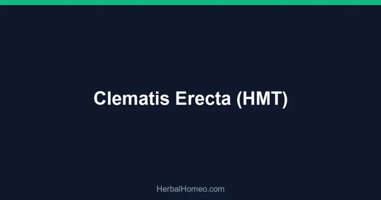 Clematis Erecta (HMT)