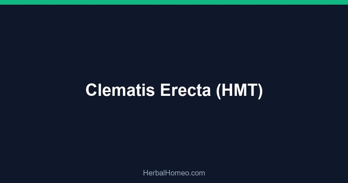 Clematis Erecta (HMT)