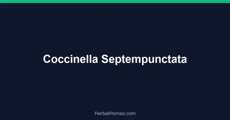 Coccinella Septempunctata