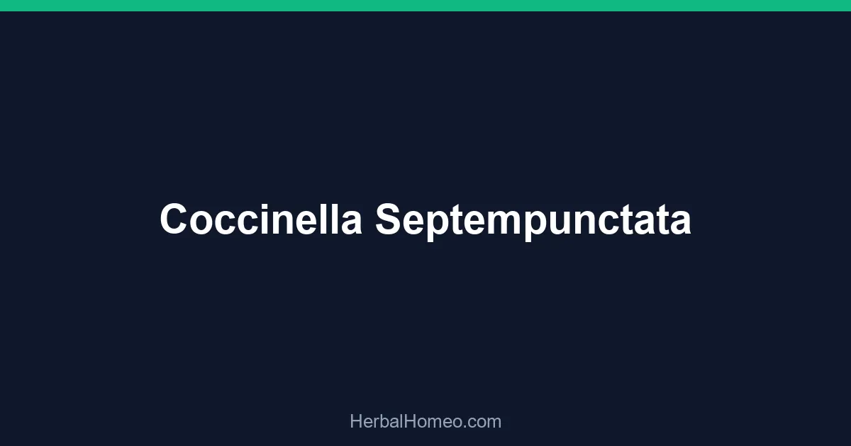 Coccinella Septempunctata