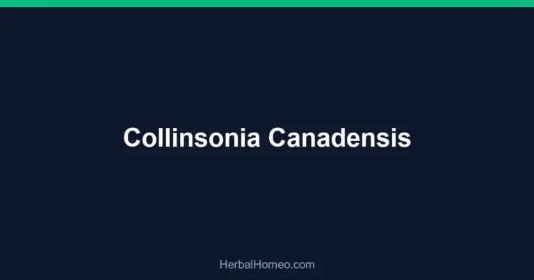 Collinsonia Canadensis